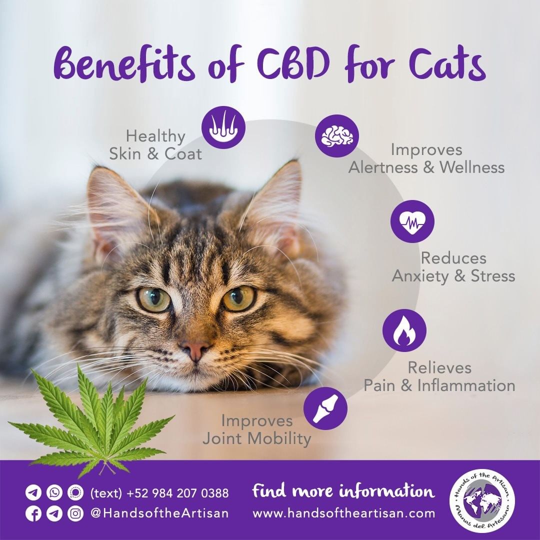 Benefits of CBD for Cats