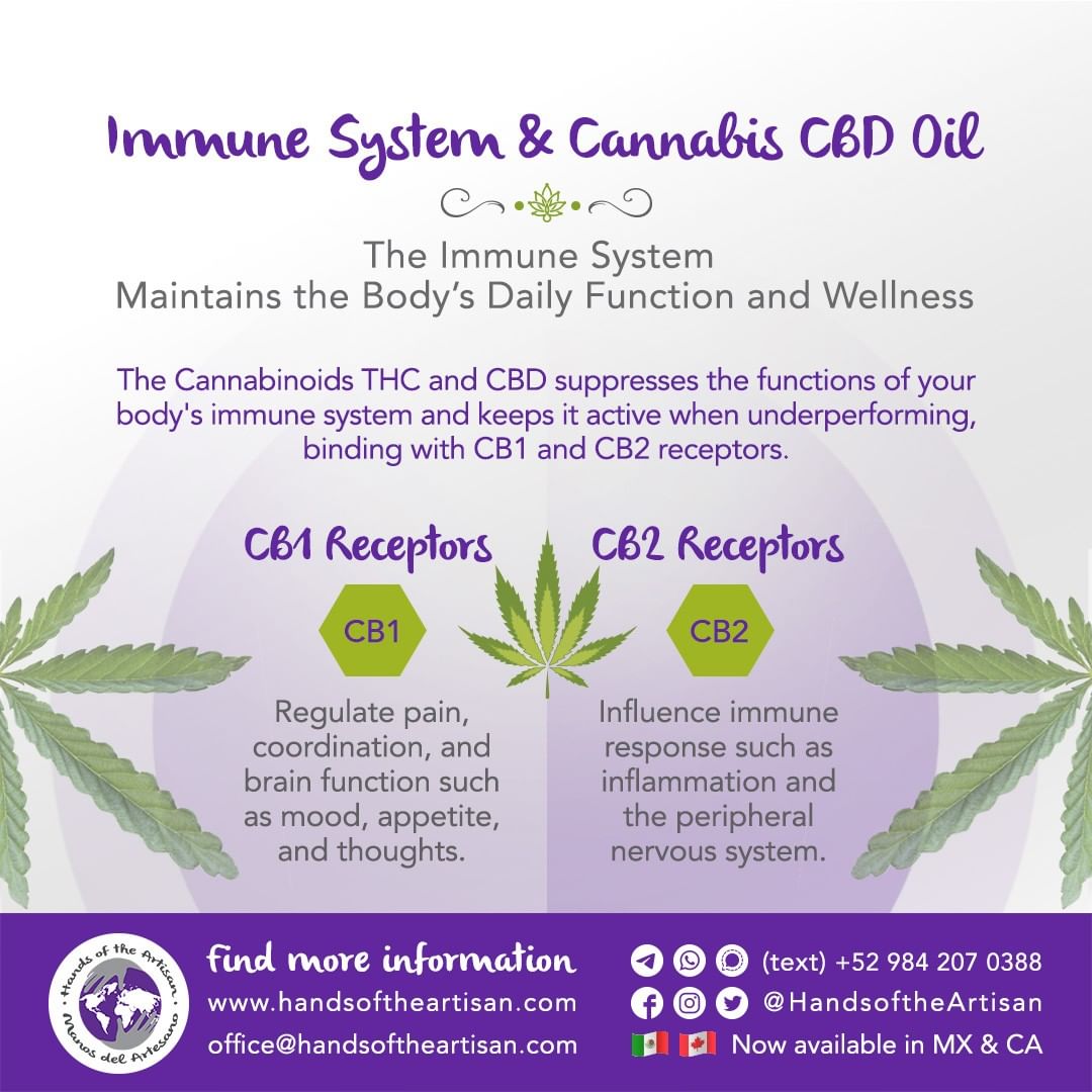 Immune System & Cannabis CBD Oil