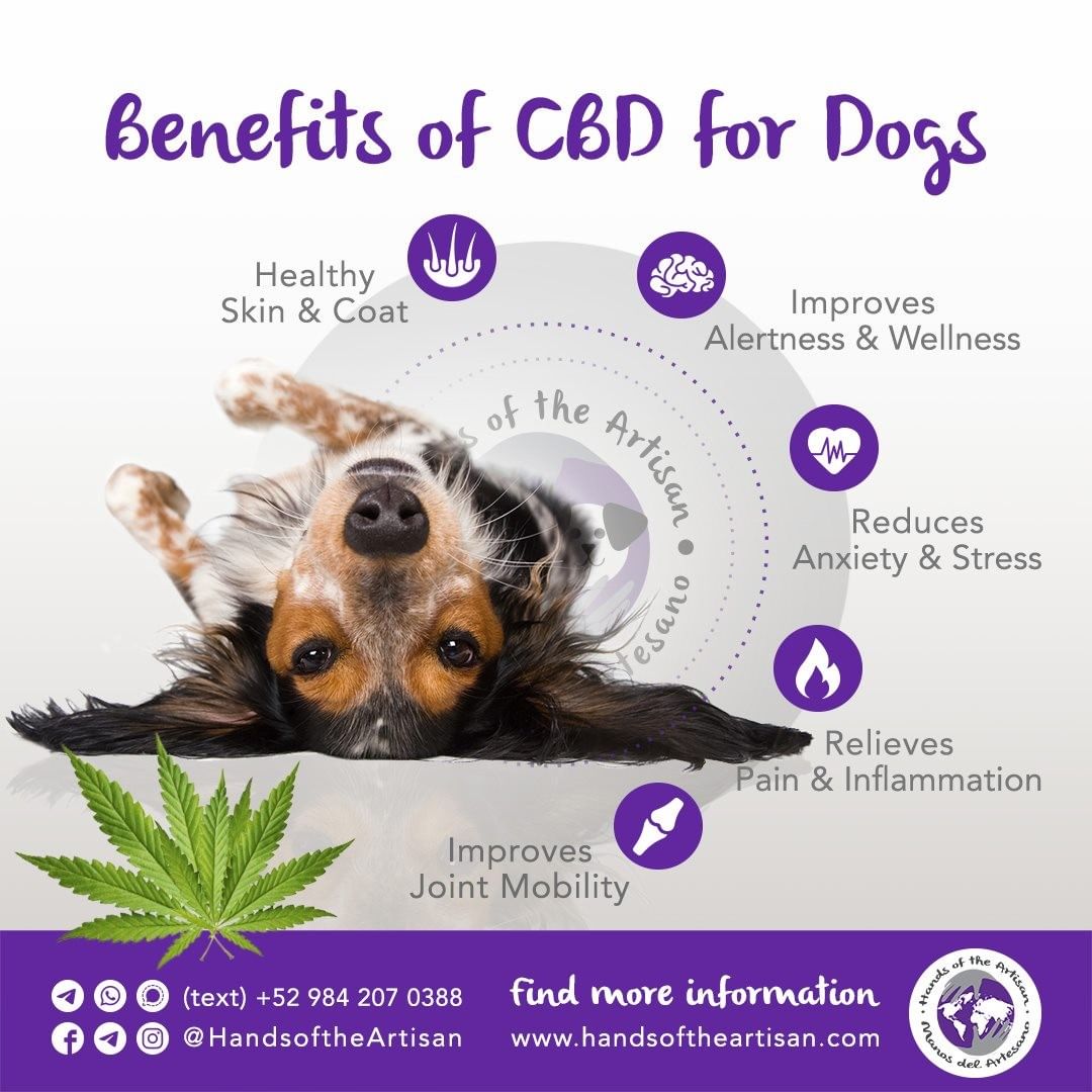 Benefits of CBD for Dogs