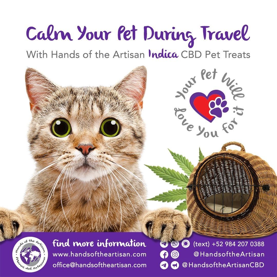 Calm your Pet during Travel