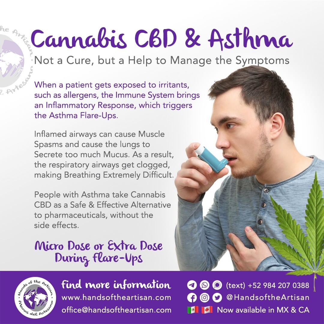 Cannabis CBD & Asthma