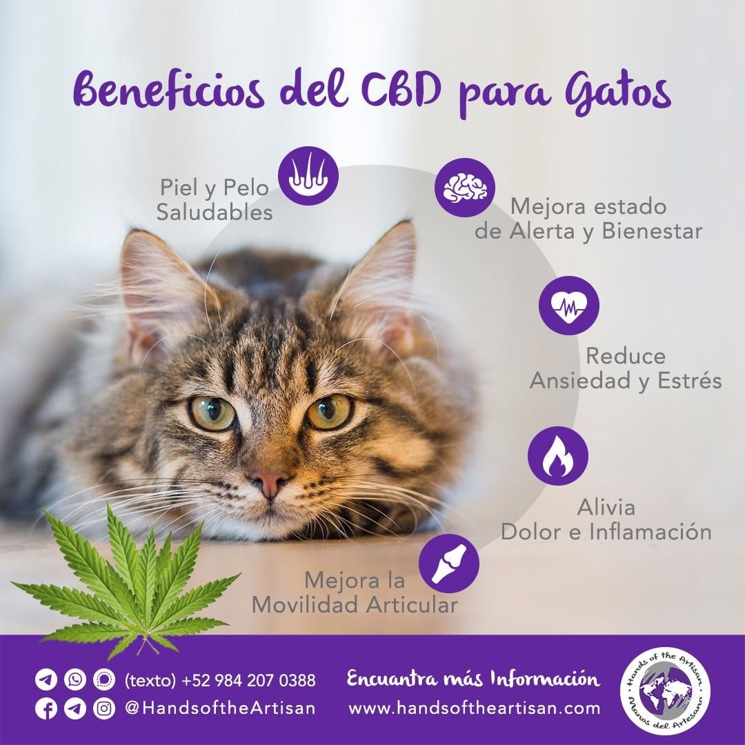 Beneficios del CBD para Gatos