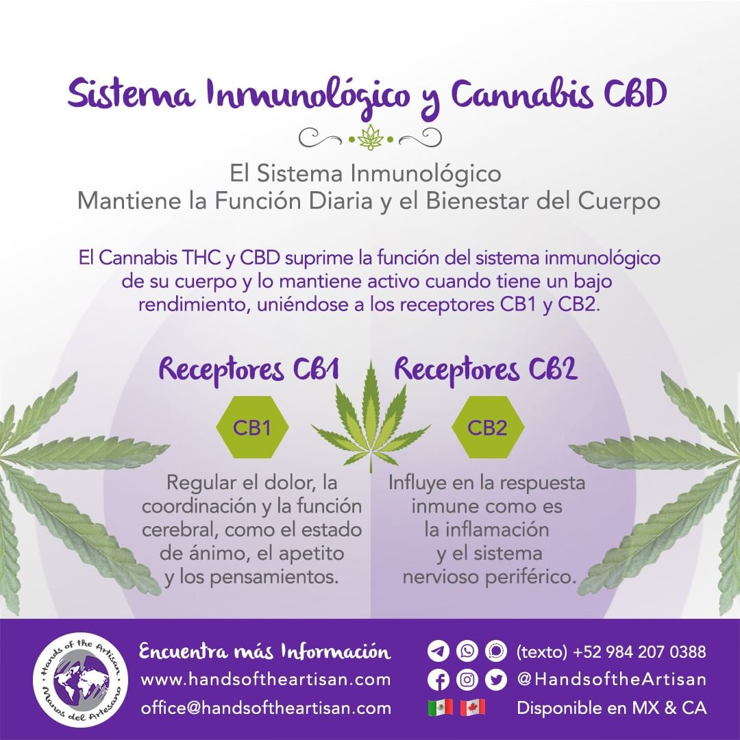 Sistema Inmunológico y Cannabis CBD